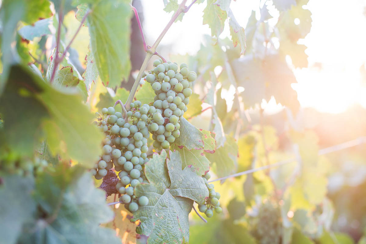 Ponte Vineyard Inn is surrounded by a real working winery