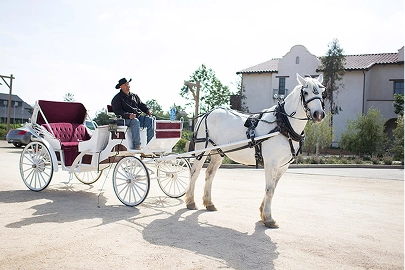 horse and carriage